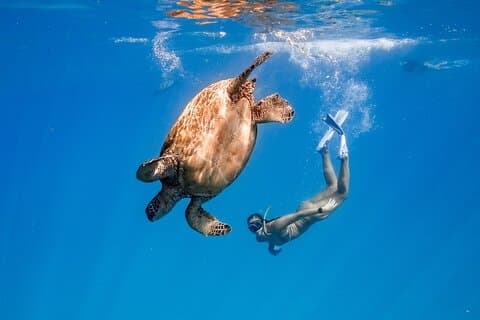 Turtle Canyon Snorkel: Semi Private Boat Tour