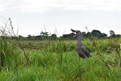 Entebbe Eco Tour - Full Day (Private)