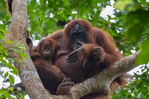 2 Days 1 Night Ethical Jungle Trekking