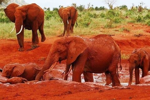5-Day Safari Tour in 3 National Parks