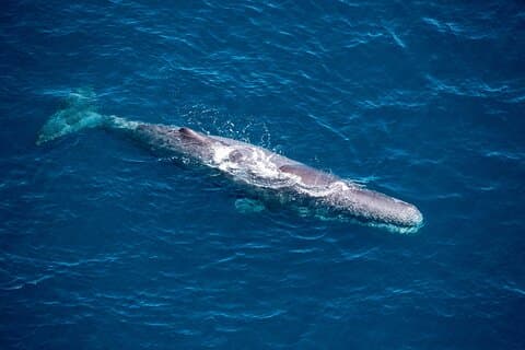Kaikōura Whale Watching and Scenic Landing - 1hr Premier Tour
