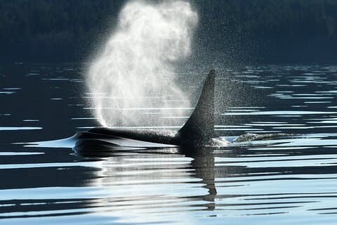 Seattle: Half-Day Wildlife and Whale Watching Cruise