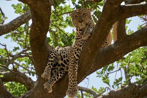 8-Day Essence of Tanzania Safari – Luxury Experience