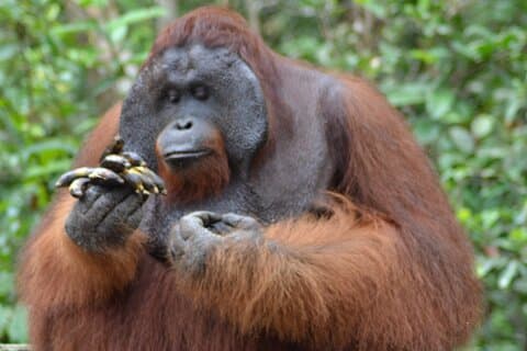 Orangutan Safari Kelotok Houseboat 3 Days 2 Nights Private