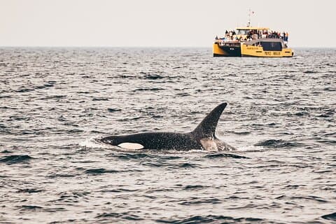 Vancouver Half-Day Whale Watching Adventure with Free Photos