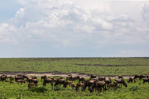 6 Days Kenya Tanzania Combined mid - range Safari