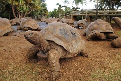 Southern Tales Tour: Crocodile Park, 23-Colored Earth & Lunch