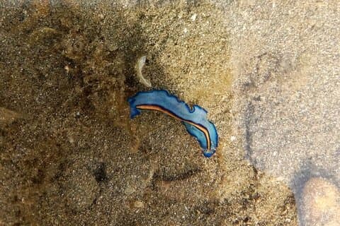 JungleWalla Desaru Beachlife & Tidepool Discovery