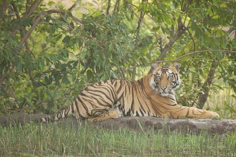 Bardia National Park package with Tiger Tops Karnali lodge