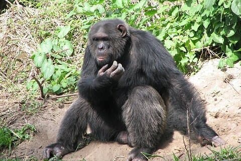 Ol pejeta conservancy and Chimpanzee sanctuary full day tour from Nairobi.