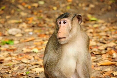 Vam Sat Mangrove Forest - VIP Private Tour