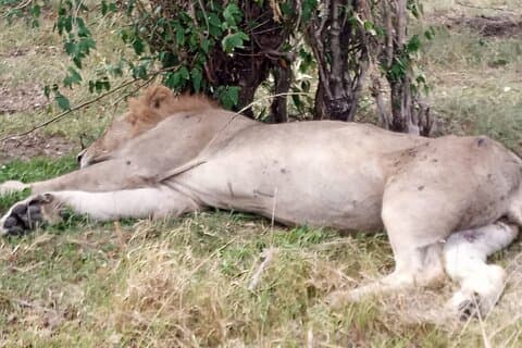 Nakuru National Park Day Tour with Optional Boat Ride Lake Naivasha