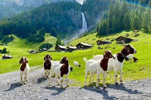 From Zurich: The most beautiful insider spots in Switzerland (private 1-day tour)