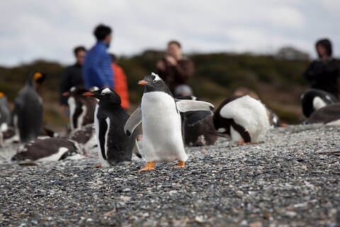 Ushuaia : Hammer Island Hike among Penguins Navigation Wolves