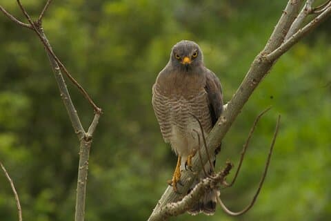 Birdwatching in Salento