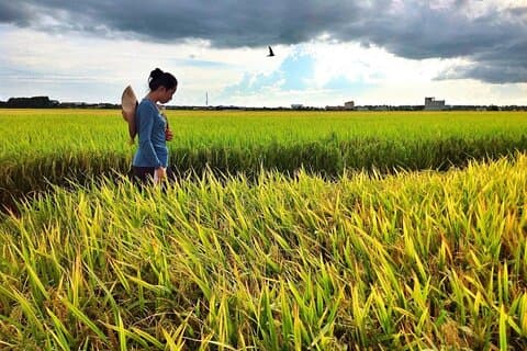 Sekinchan Nature & Coastal Tour: Paddy Fields, Beach & Fireflies