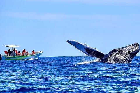 Whale Watching Cabo Female crew, sightings Guaranteed, Photos