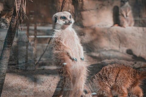 Taipei Zoo and Maokong Gondola tour