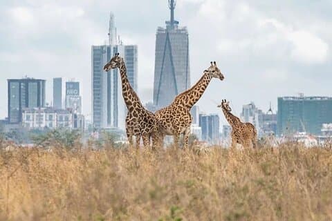 Nairobi National Park and Beads Factory Private Tour