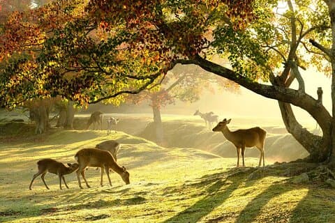 From Kyoto: Nara History Guided Half Day Bus Tour with lunch