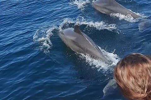 Wild Dolphin Encounter & Snorkeling Adventure