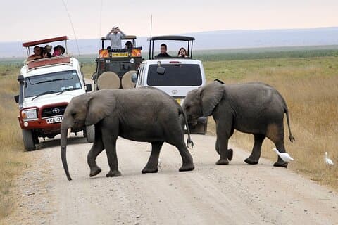 Day Tour to Amboseli National Park with entry fees and Lunch