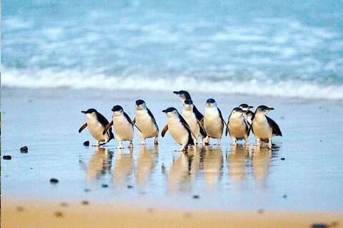 Phillip Island: Golden Hour Penguin Express Tour w/ Island Pickup