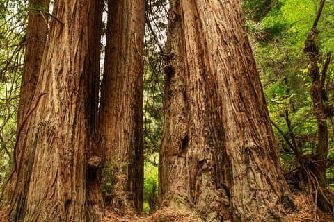 Alcatraz Muir Woods Sausalito Super Saver From Sausalito