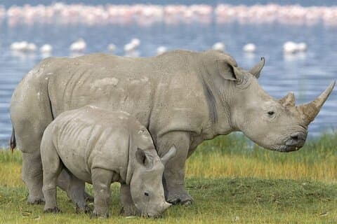 Full Day Tala Game Reserve & Durban City Tour