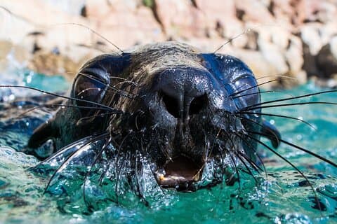 Seal Swimming Activity in Plettenberg Bay