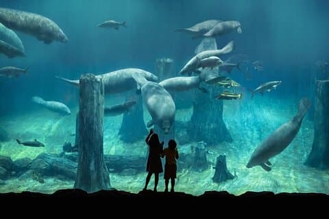 Singapore Zoo & River Wonder & Amazon River Quest & Transfer