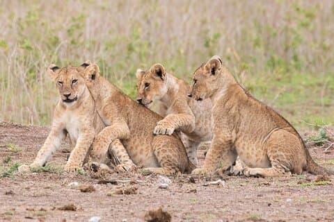 Nairobi Park Safari, Elephant Orphanage and Giraffe Centre Tour.