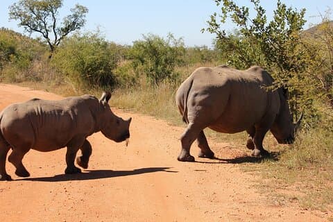 Rhino and Lion Park Safari Tour