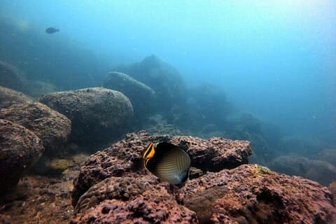 Scuba Diving in Kalpitiya