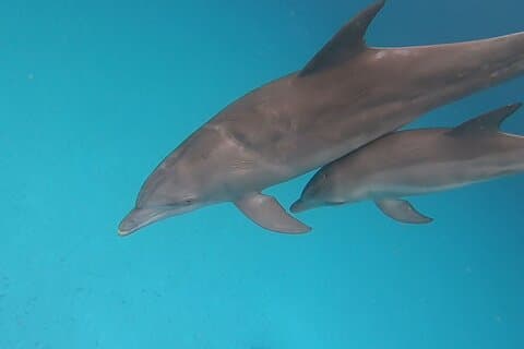 Mnemba Dolphins, Snorkeling & Nungwi Swim With Sea Turtles