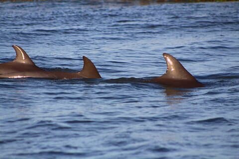 Folly Beach Dolphin Viewing Boat Excursion and Estuary Tour