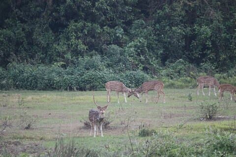 One Day Safari (Sharing) inside Chitwan National Park
