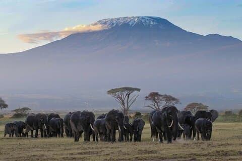 Private Full Day Tour to Amboseli National Park from Nairobi