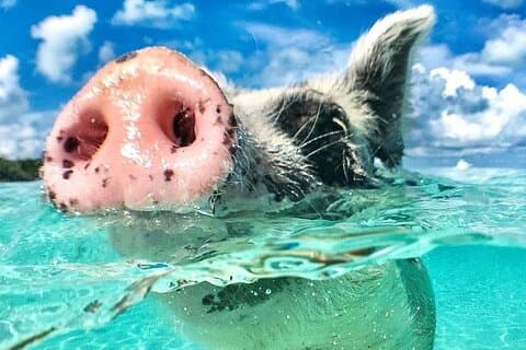 3 Islands Tour, Swim with Pigs, Turtles, Snorkelling & lunch
