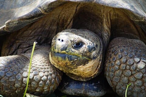 Galapagos Hoping Islands: 7 days, experience 4 islands