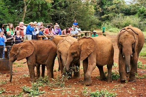 Half day tour to Elephant orphanage and Giraffe Centre Nairobi