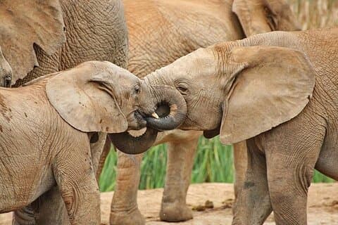 Day Tour in Addo Elephant Park