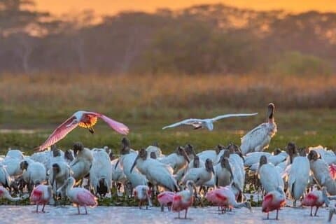 Palo Verde National Park (half day)