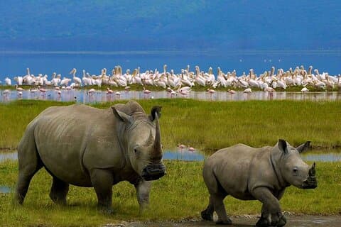 Full-Day Lake Nakuru National Park Tour With 4*4 Vehicle