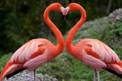 Half Day Tour To Lake Nakuru National Park Private From Nakuru