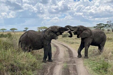 Full Day Safari From Zanzibar To Mikumi National Park