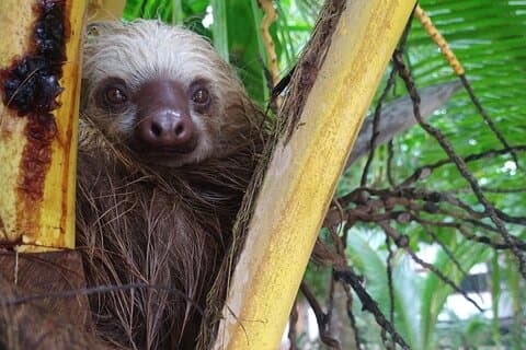Punta Uva Wildlife Kayaking, Hike & Sloth Watching Tour
