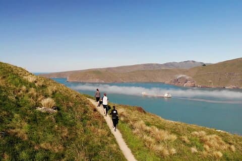 Lyttelton Shore Excursion: Godley Head Coastal Hike with Picnic