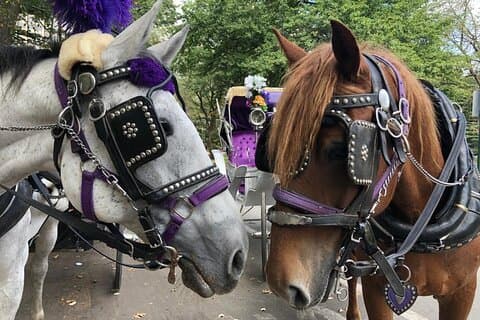 Private Christmas Lights Horse Carriage Tour In New York City