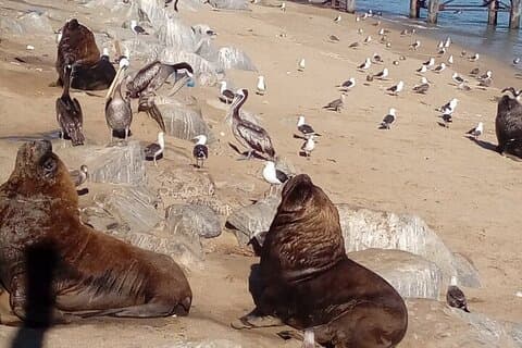 Excursion to Vina del Mar, Reñaca and Concón